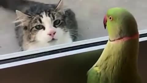Parrot teases cat. So funny.