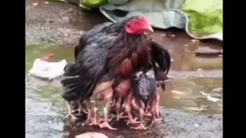 Mother 🐔hen save chicks 🐤from rain