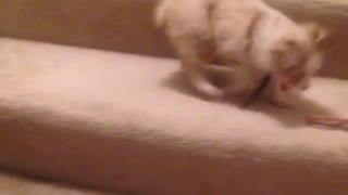 Dog afraid of stair step