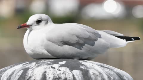 The beautiful seagull bird, see its beauty