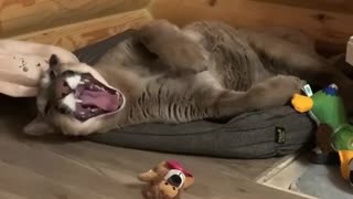 This domesticated puma loves to play with her favorite toys