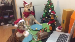 Shiba and cat