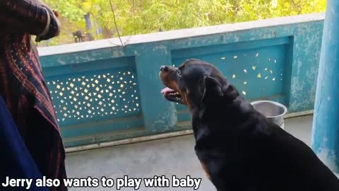 Dog protecting baby👌