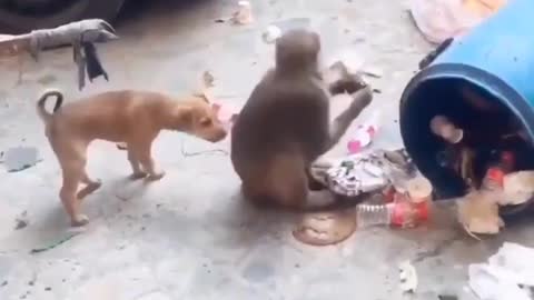 # dog vs Monkey real fight # dog vs monkey video #comedy videos