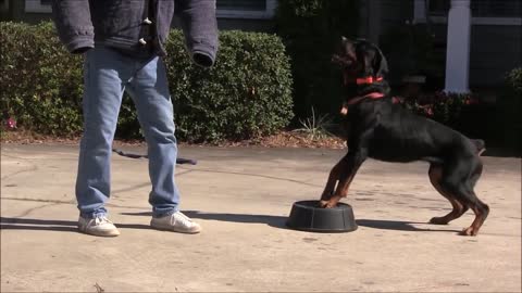 Teaching dogs to guard people and objects!!!