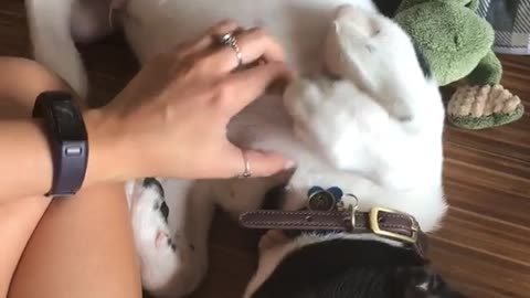 White dog getting belly rubbed and moving leg