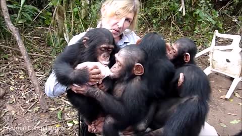 Cuddly Baby Chimpanzees - Cutest Compilation