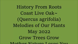 Roots Have A Message Coast Live Oak Quercus agrifolia May 2022