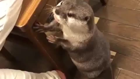 The otter was hungry and asked to eat