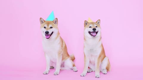 Cute Shiba Inu Dogs With Party Hats #cutedogs