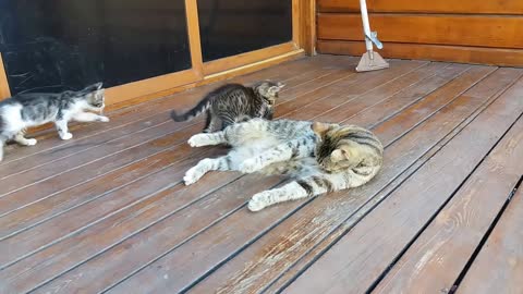 Mom cat cleaning her kitten by force