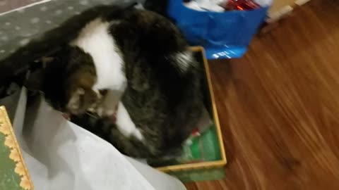 Sending a cat for Christmas