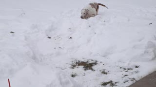 Seamus the snow dog