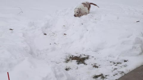 Seamus the snow dog