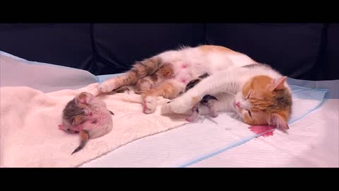 Cat Giving Birth to 5 Kittens With Complete Different Color