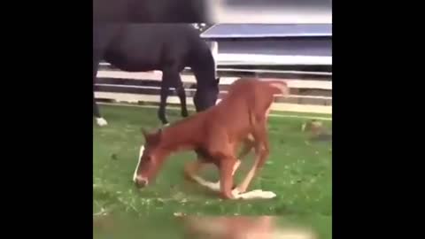 Beautiful foals play a game with mom