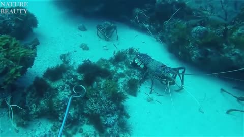 Crazy Catch Giant Lobsters Underwater - Big Octopus Hunting Skills in the sea - Catching fish