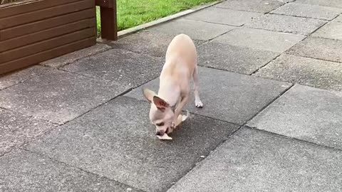 Chihuahua is chewing a Bone