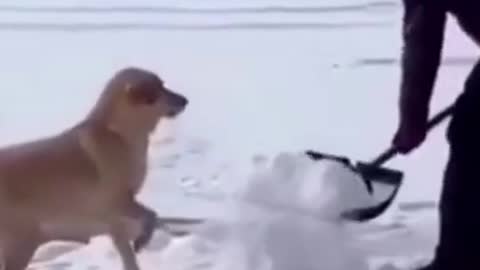 Funny_Dogs_Playing_with_Snow_2022_Video_Clips_#shorts