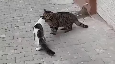 Cats karate