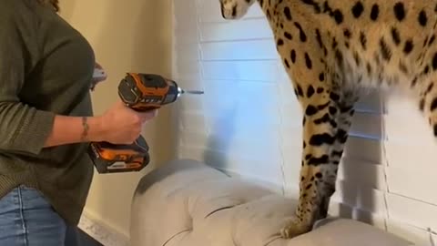 Funny Leopard Cat l Funny Cats Videos