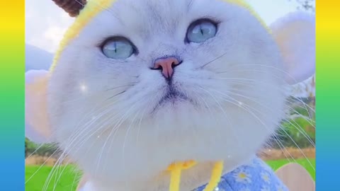 Beutiful_Cat_Baby_Video