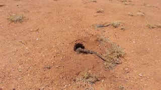 Lizard Swallows Rabbit Whole