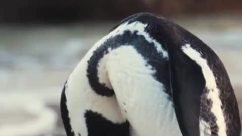 Penguin Doing His Stuff