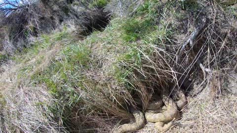 A Den of Rattlesnakes