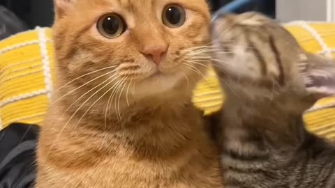 Cute Cat loving 😍😁