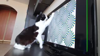 Do cats see Rotating Snakes?Optical Illusion