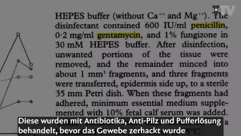 herpes-viren-hinterfragt