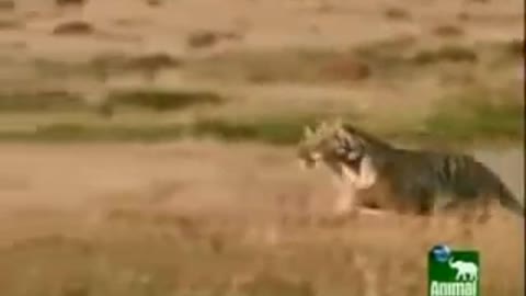 Tigers hunt ostrich in Africa_Cut.mp4