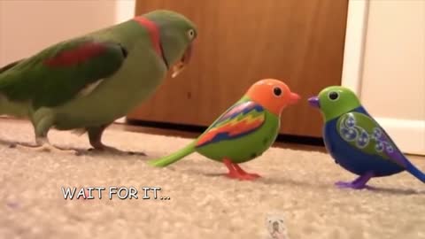 Talking Parrot good