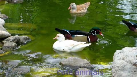 Different Ducks On A Green Lake In Nature