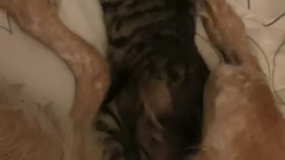 Patient dog nurses adorable kitten