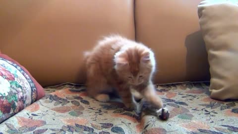 Cute cat play with toy Rat.