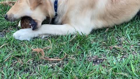 Bo Eating a Coconut