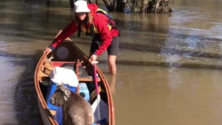 Rescuing a Cute Koala Part 2