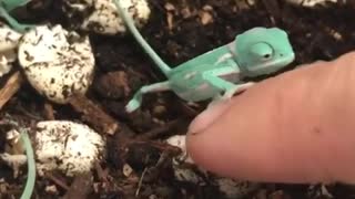 This Newly Hatched Chameleon Will Totally Melt Your Heart
