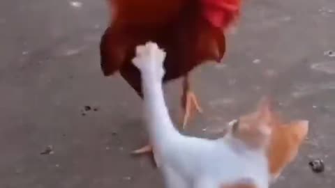 Cat Vs Chicken