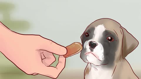 Train a Boxer puppy