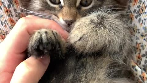 A Person Massaging the Paws of a Kitten