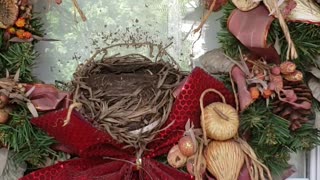 Building A Bird Nest