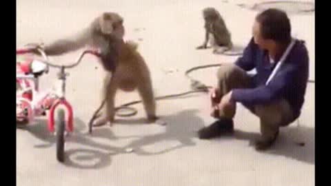 Monkey make fun with man