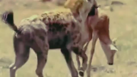 Hyena attack baby deer is very sad. Mother deer suffered a lot. could not save