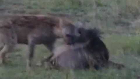 Hyena Chase a wild beest calf #shorts #hyenavswildbeest