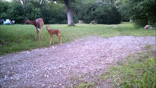 Fred Zepplin 2021, 6/16/21 Fawns, Skunks And More!