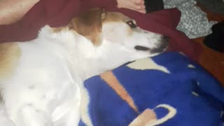 Sleeping beauties (weiner dog, hound, husband)