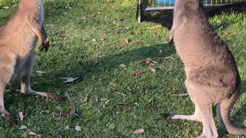 Kangaroo youngsters engage in epic kicking battle